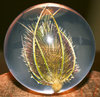 Paperweight Teasel