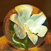 Paperweight Orchid