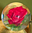 Paperweight Rose