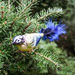 Blue Tit with real feather