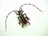 great capricorn beetle