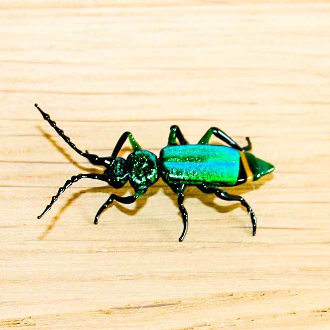 Malachit Beetle